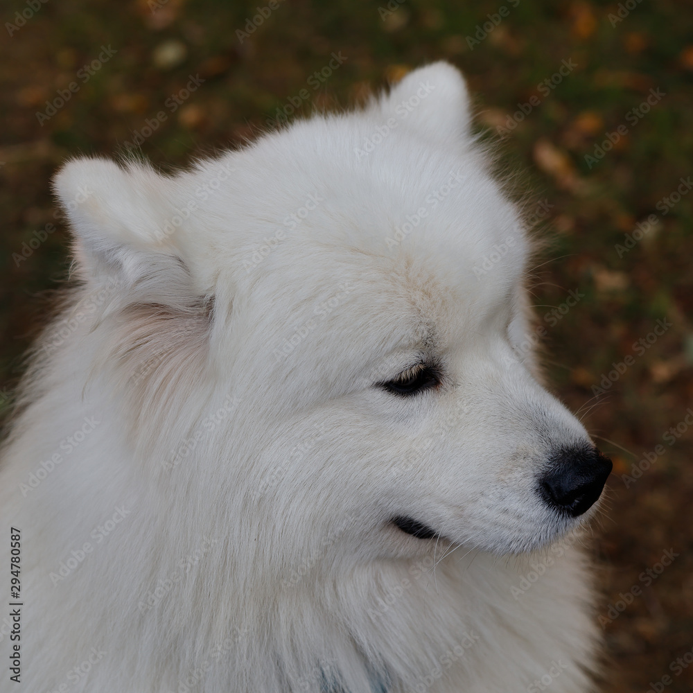 Portrait of a large fluffy white Samoyed dog Portrait of a large fluffy white Samoyed dog