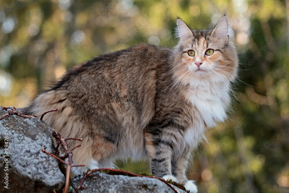 Beautiful Norwegian forest cat female sitting in the garden in early spring