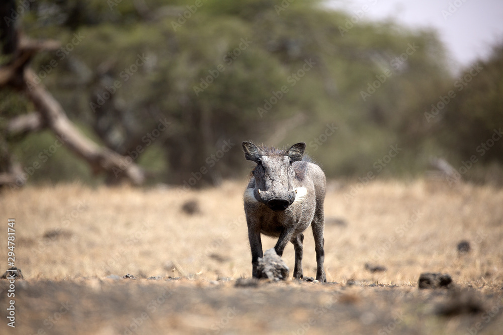 Fototapeta premium The Common Warthog (phacochoerus africanus) is a wild member of the pig family found in grassland, savanna, and woodland in sub-Saharan Africa. 