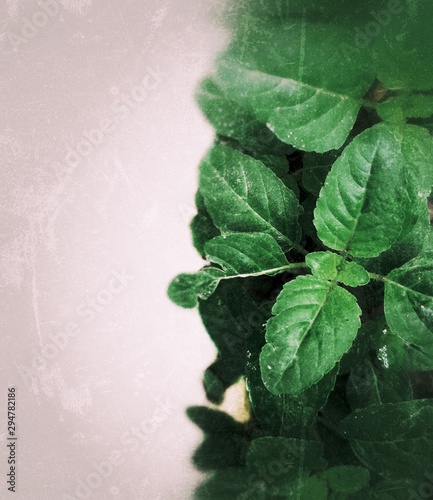 green leaf with water drops