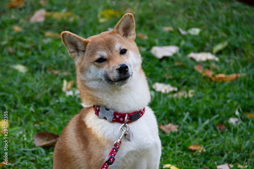 A dog similar to a Fox is a Shiba inu. Walk in the autumn forest.