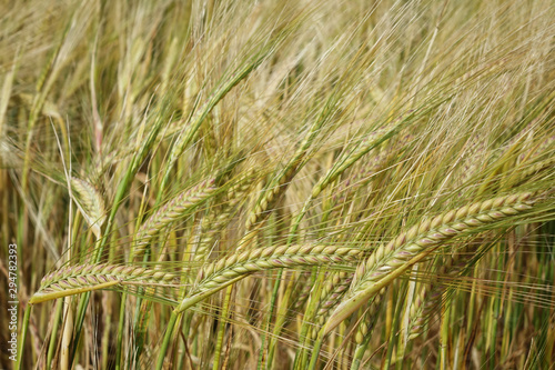 Background from wheat © YvonneNederland