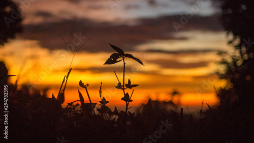 sunset and grass