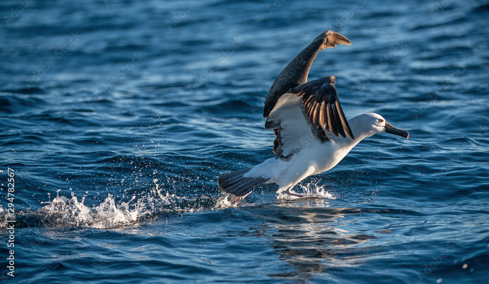 Atlantic yellow-nosed albatross takes off, running on the water. Scientific name: Thalassarche chlororhynchos. Cape Point. South Africa. Atlantic yellow-nosed albatross takes off, running on the water. Scientific name: Thalassarche chlororhynchos. Cape Point. South Africa.