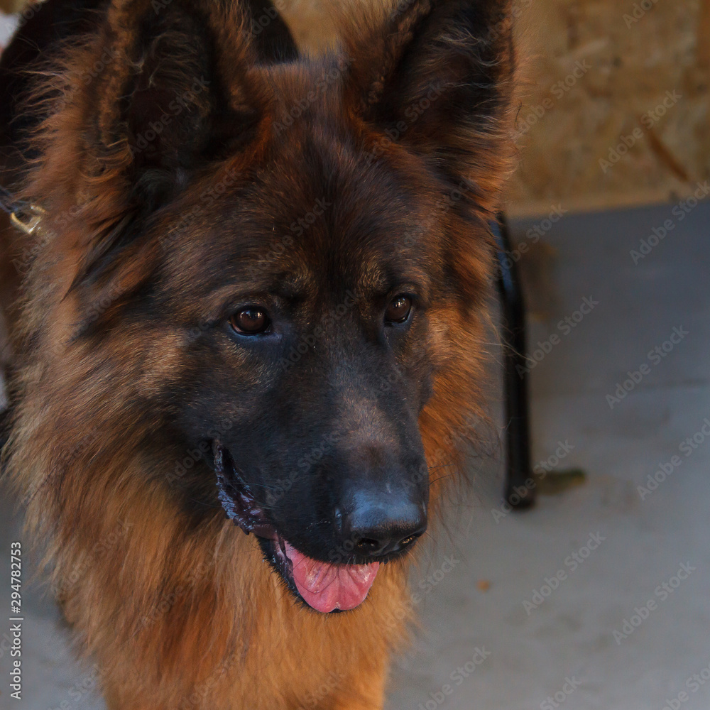 The German shepherd is one of the most popular and recognizable dog breeds on the planet. The German shepherd is one of the most popular and recognizable dog breeds on the planet.