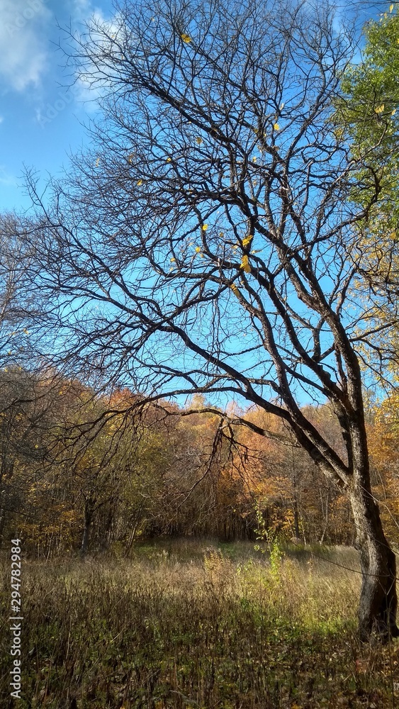 tree in autumn