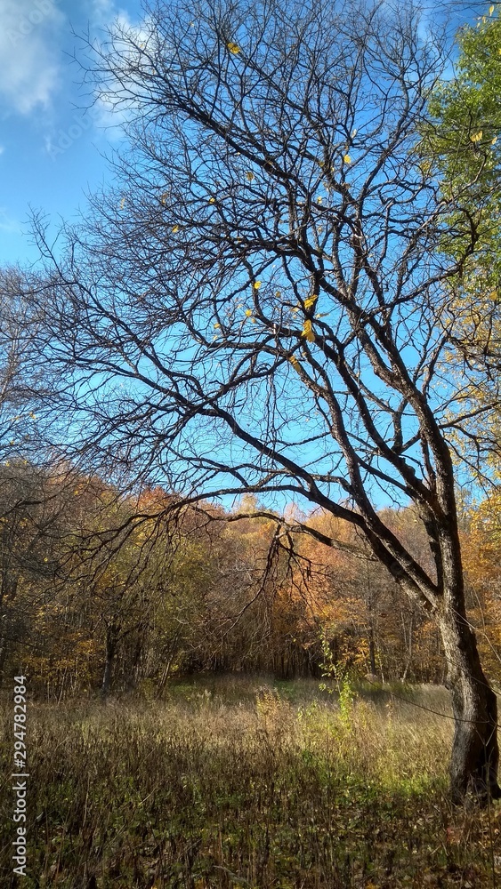 tree in autumn tree in autumn