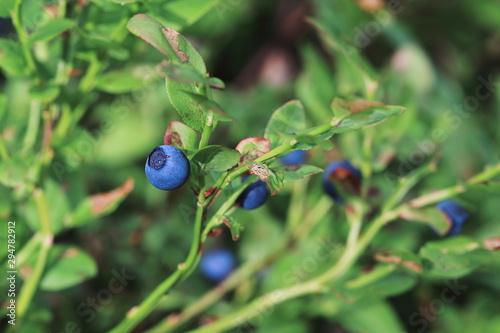 Closeup view of the ripe blueberries growing in the natural conditions