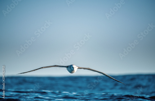 Albatross in flight, front view.  Shy albatross or shy mollymawk, scientific name : Thalassarche cauta. photo