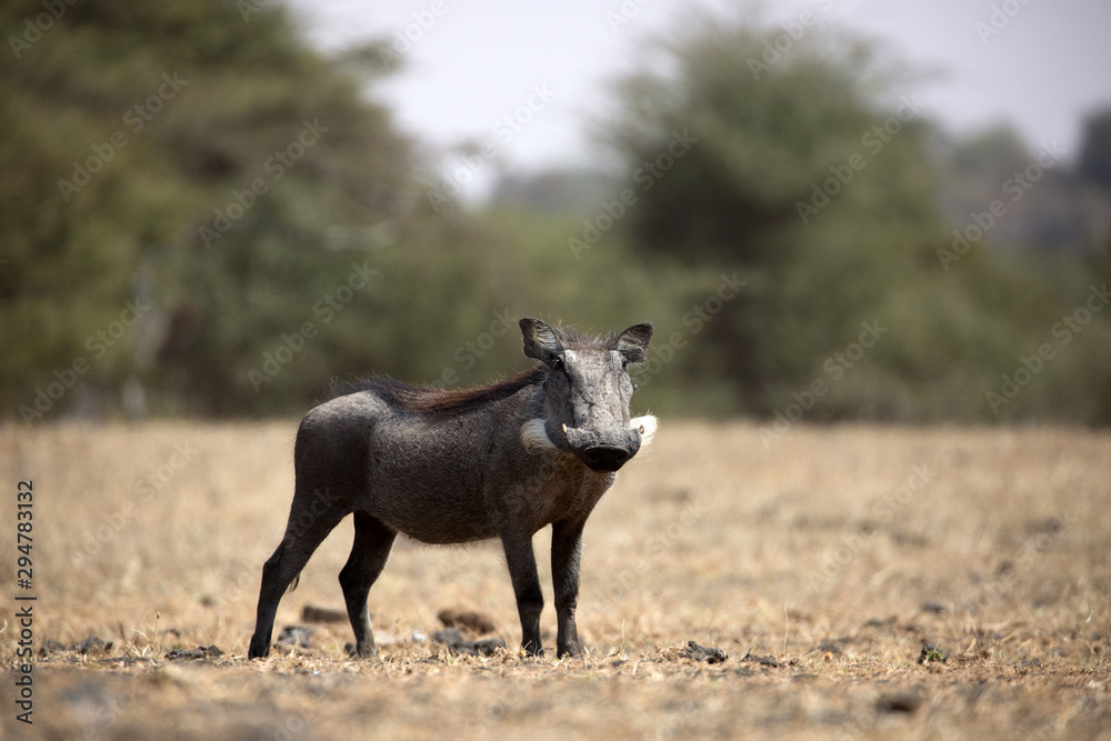 The Common Warthog (phacochoerus africanus) is a wild member of the pig family found in grassland, savanna, and woodland in sub-Saharan Africa. The Common Warthog (phacochoerus africanus) is a wild member of the pig family found in grassland, savanna, and woodland in sub-Saharan Africa.