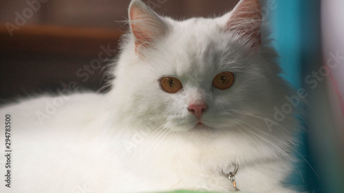White siberian mix persian cat