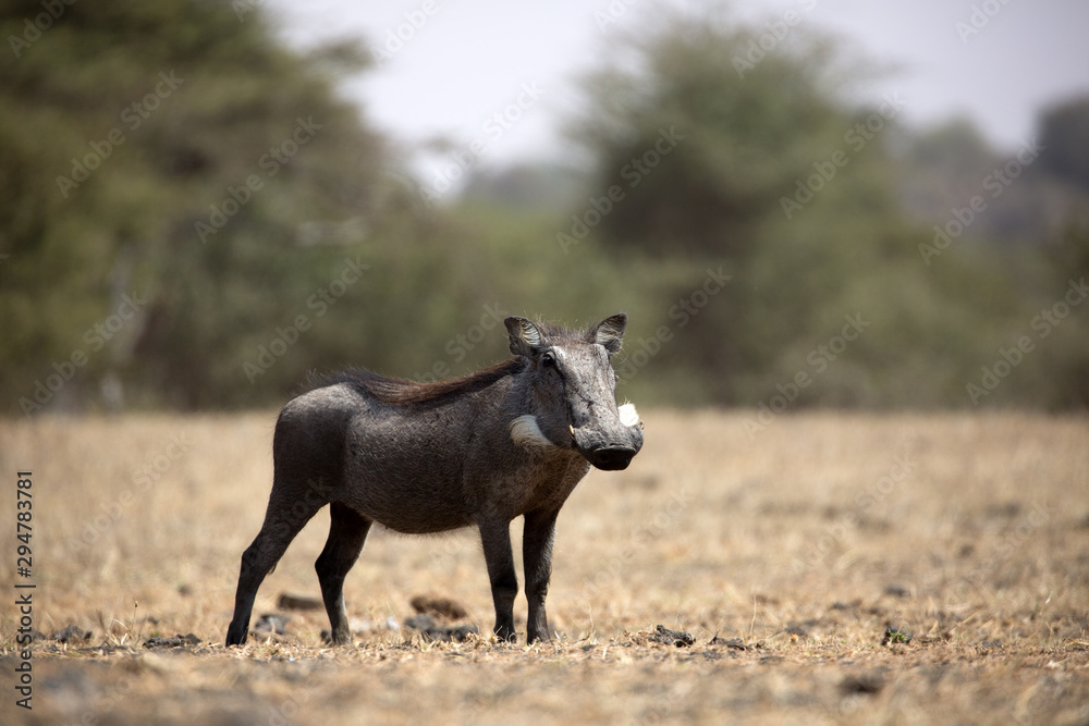 Fototapeta premium The Common Warthog (phacochoerus africanus) is a wild member of the pig family found in grassland, savanna, and woodland in sub-Saharan Africa. 