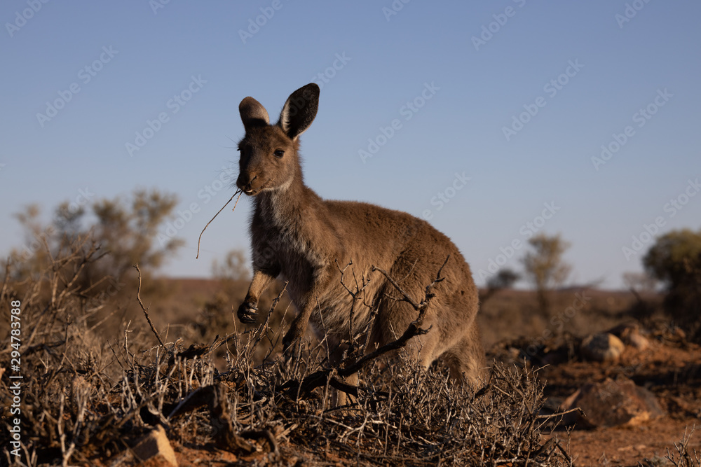 Fototapeta premium kangaroo in the wild