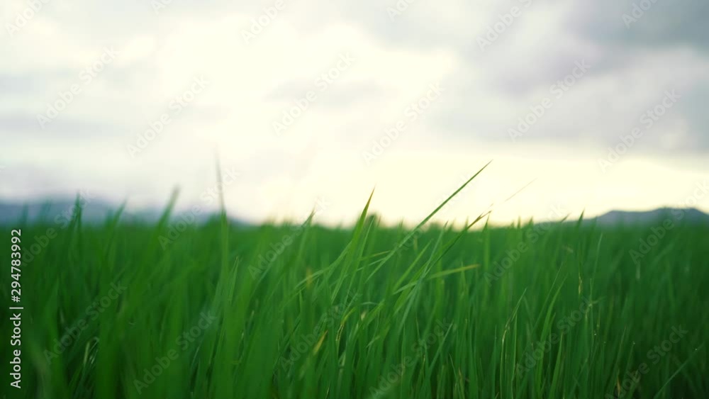 green grass waving with horizon green grass waving with horizon