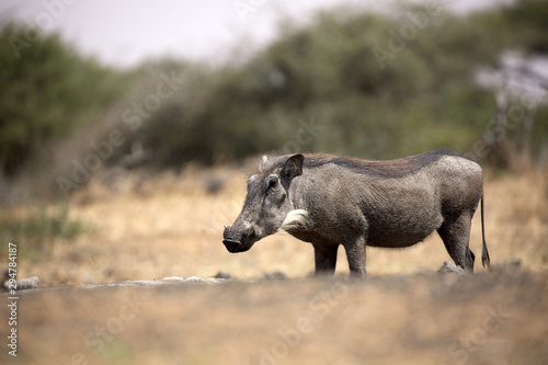 The common warthog is a wild member of the pig family found in grassland, savanna, and woodland in sub-Saharan Africa. © Grantat