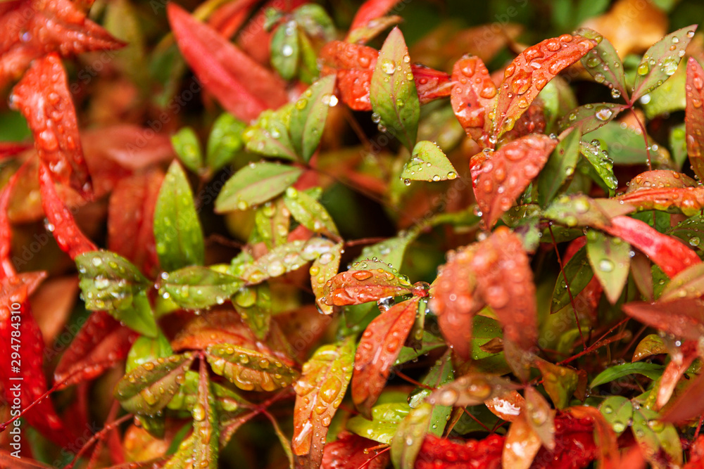 Fototapeta premium Fine water droplets on green & red autumn leaves.