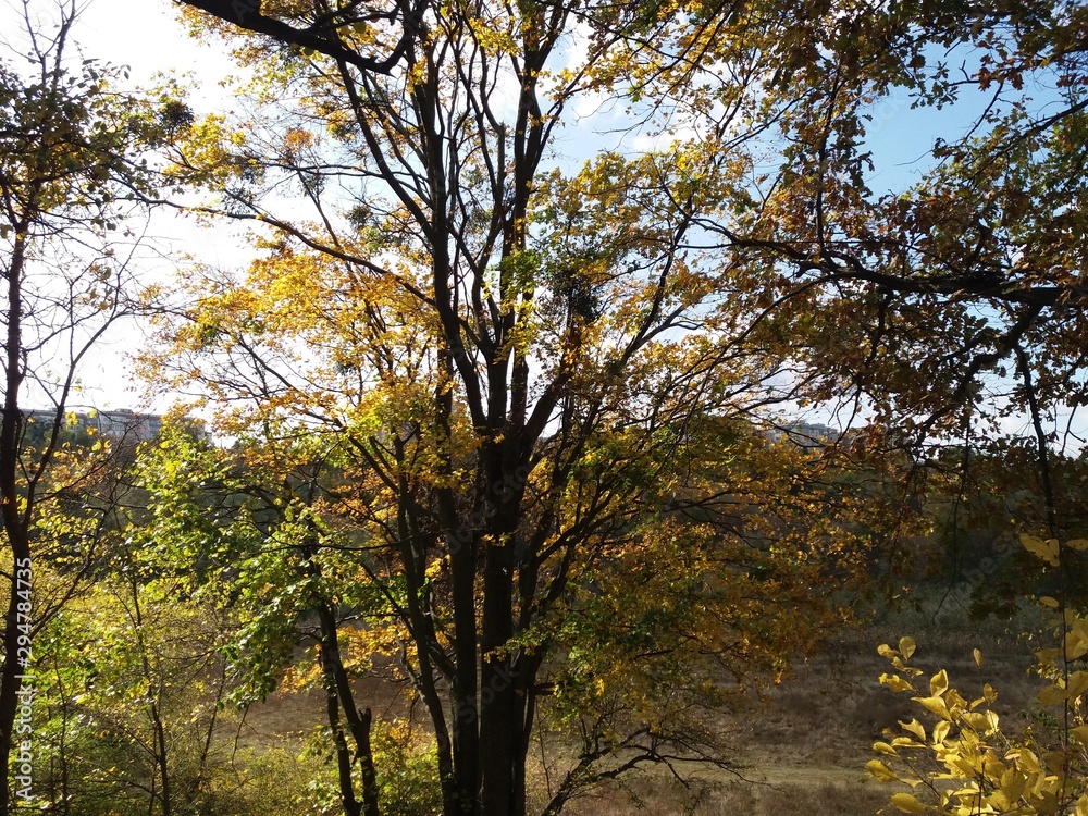 Tree.nature.forest.landscape.autumn. Tree.nature.forest.landscape.autumn.