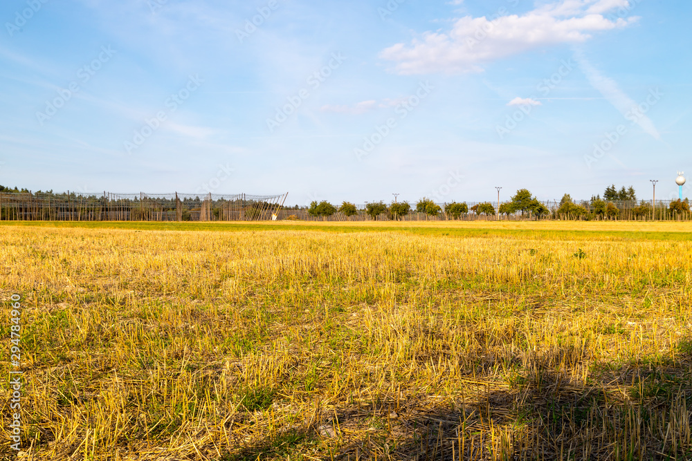 Yellow field with harvested ears in the autumn day Yellow field with harvested ears in the autumn day