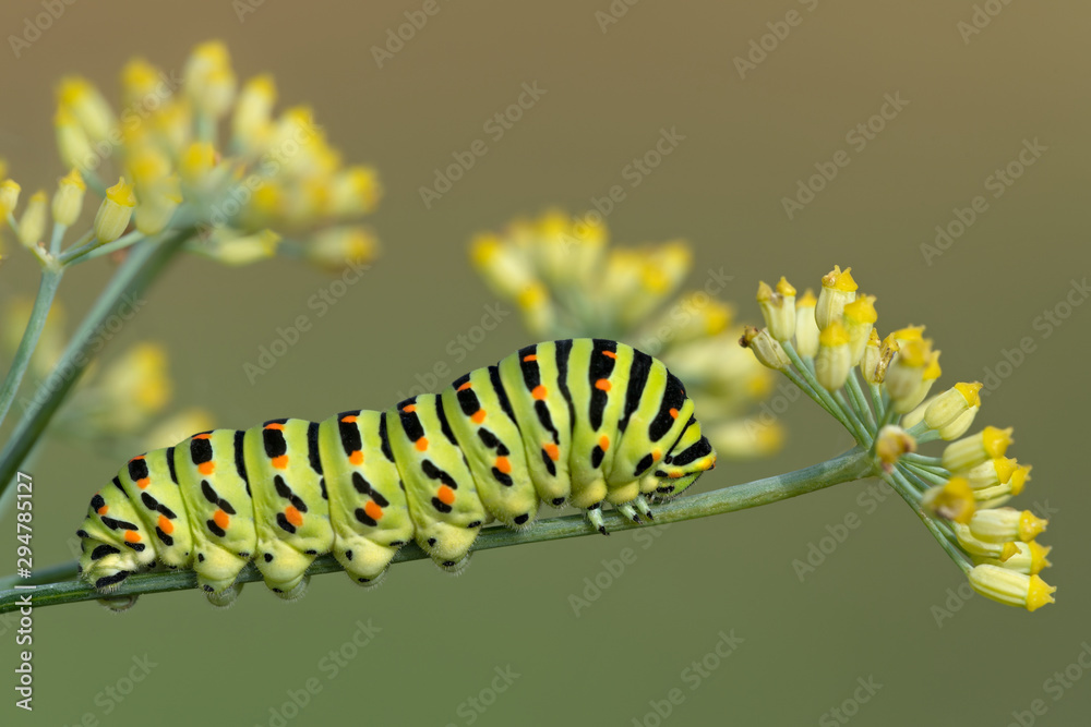 Wonderful portrait of Swallowtail caterpillar (Papilio machaon)