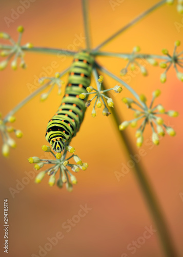 The king s garden  Swallowtail caterpillar  Papilio machaon 