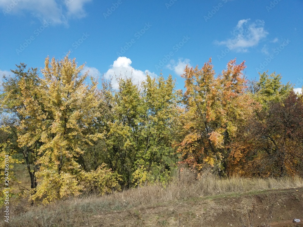 Tree.nature.forest.landscape.autumn. Tree.nature.forest.landscape.autumn.