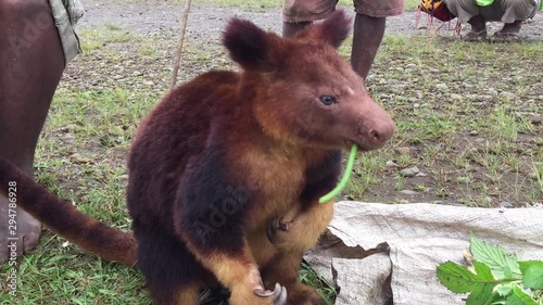 Tree Kangaroo eating food, threatened species, illegal animal trade photo