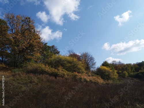 Tree.nature.forest.landscape.autumn.