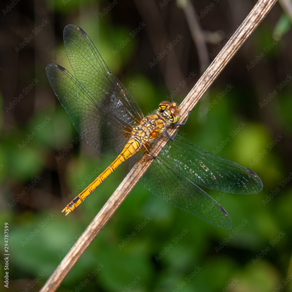 yellow dragonfly sitting on dry stem yellow dragonfly sitting on dry stem