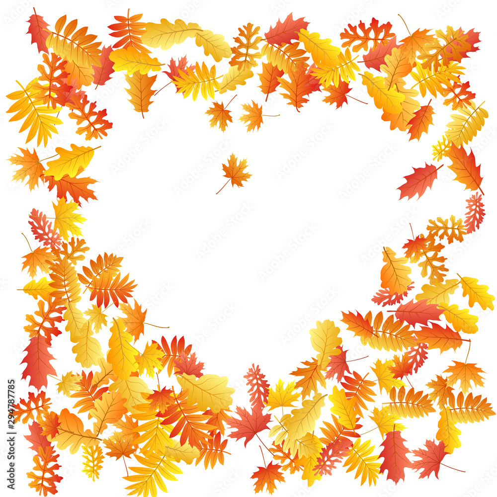 Oak, maple, wild ash rowan leaves vector, autumn foliage on white background.