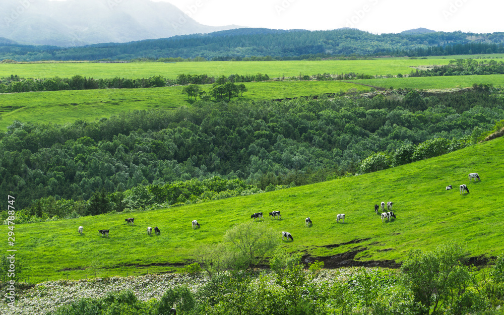Hokkaido scenic grass field with cow