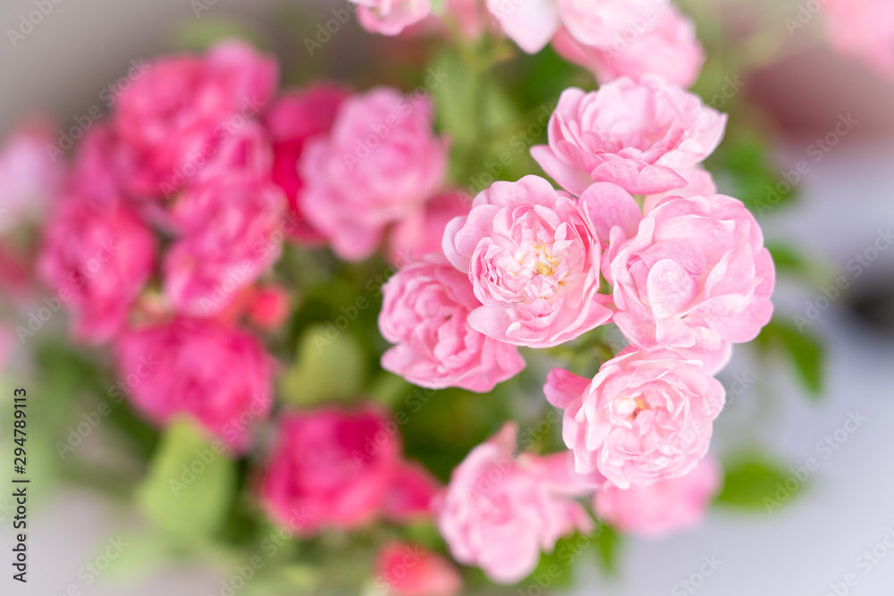 Beautiful pink rose flower, selected focus Beautiful pink rose flower, selected focus