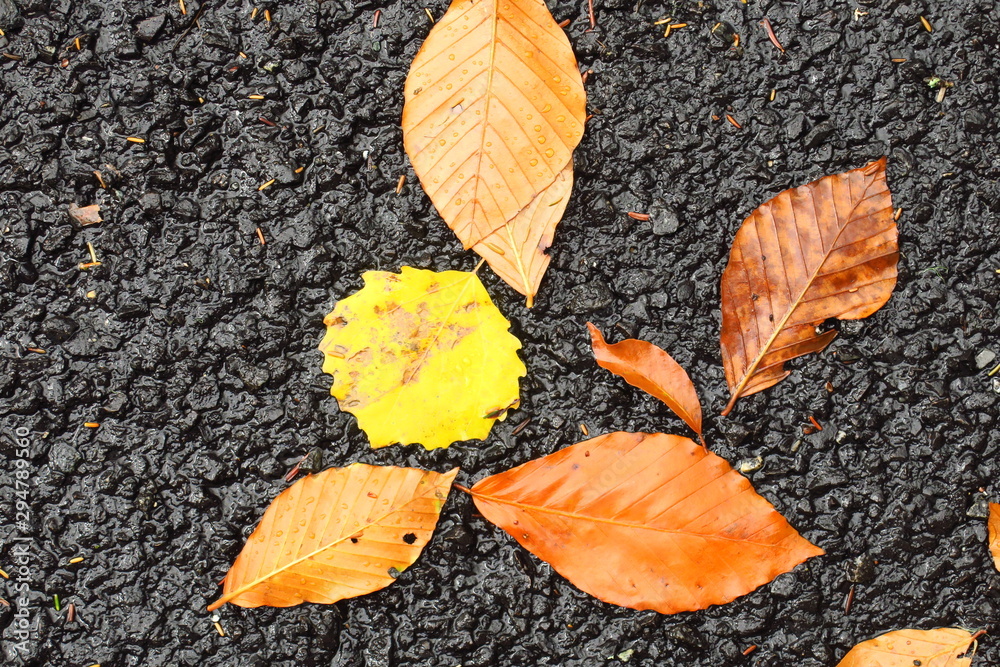 Beech tree leaves and spen tree leaf isolated on black asphalt Beech tree leaves and spen tree leaf isolated on black asphalt