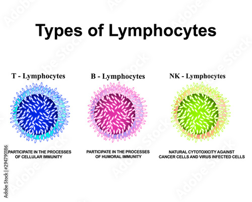 Types of lymphocytes. T lymphocytes, B lymphocytes, NK lymphocytes structure. The function of lymphocytes. Immunity Helper Cells. Infographics. Vector illustration on isolated background. photo