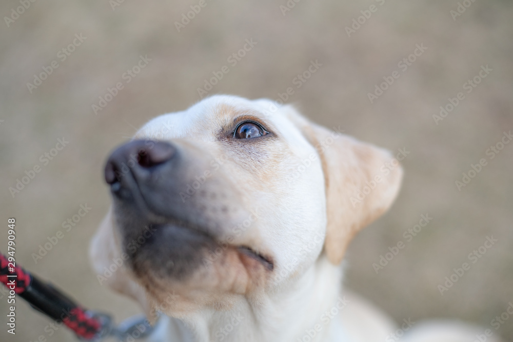 世界の名犬牧場