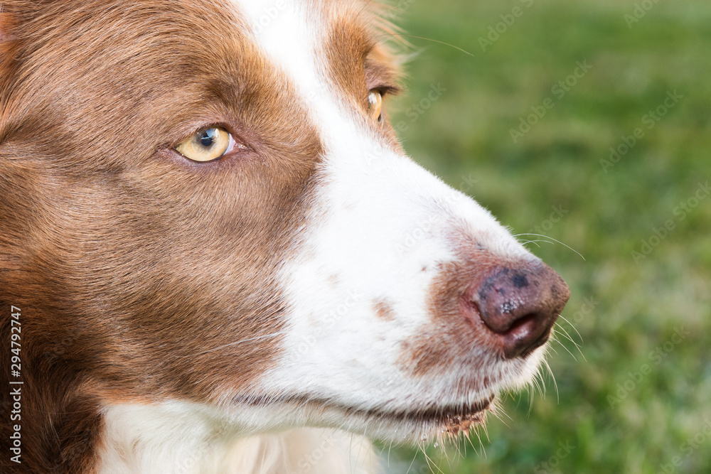 Close up portrait of a brown border collie dog. Selective focus on the eye.