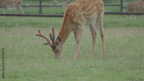 Sika deer, Cervus nippon also known as the spotted deer or the