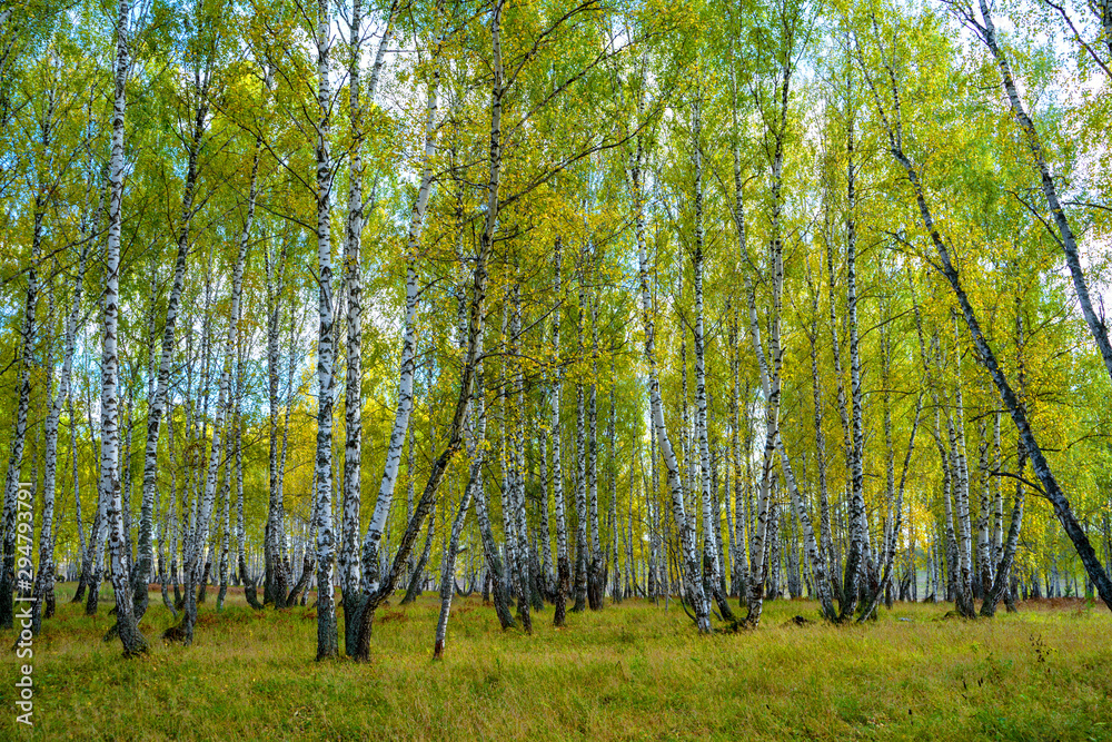 Summer scene in a birch forest lit by the sun. Summer landscape with green birch forest. White birches and green leaves Summer scene in a birch forest lit by the sun. Summer landscape with green birch forest. White birches and green leaves