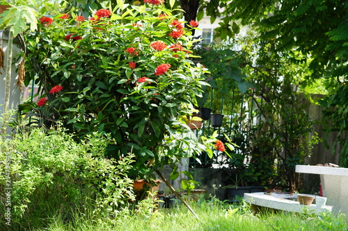 The trees and flowrts in the home garden.