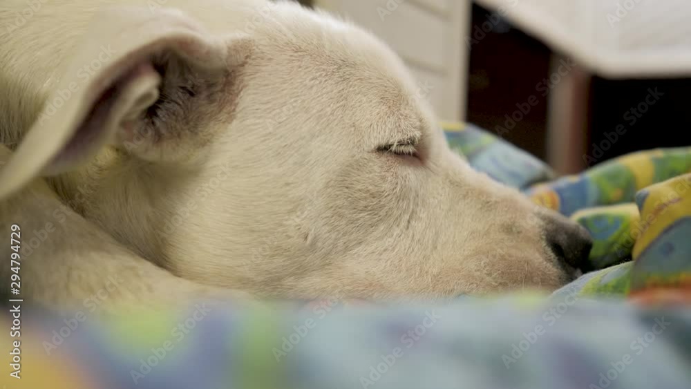 white dog start falling in sleep and napping on blanket at nighttime white dog start falling in sleep and napping on blanket at nighttime
