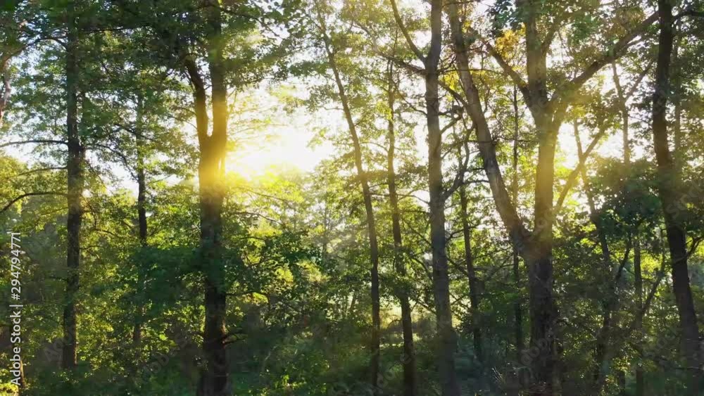 Drone flight through the forest. Sunny morning in the woods. Aerial view of a autumn trees during sunrise. Warm sun rays illuminating the trunks and plants. Drone flight through the forest. Sunny morning in the woods. Aerial view of a autumn trees during sunrise. Warm sun rays illuminating the trunks and plants.