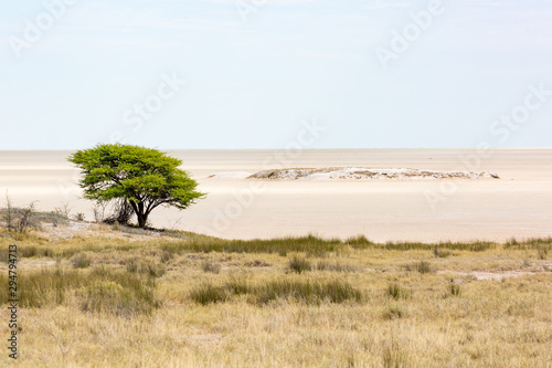 The huge salt pan of Etosha with a single tree at the left side, Namibia, Africa