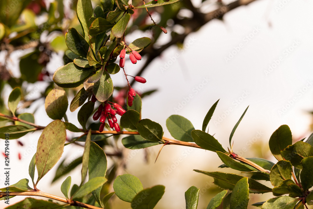 Obraz premium A sprig of tree-like barberry with oval pinkish berries and gree