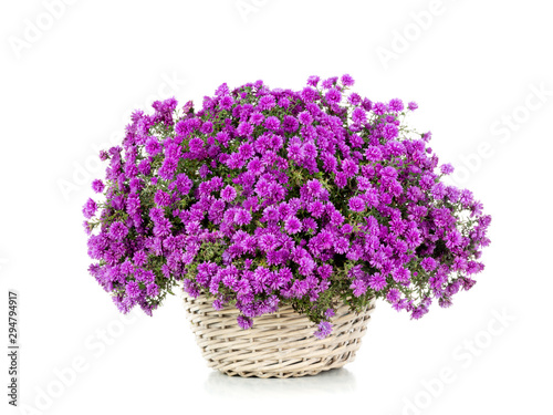 violet Astra in a pot isolated on a white background