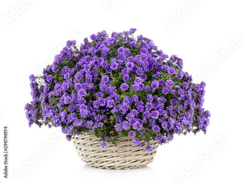 Blue Astra in a pot isolated on a white background