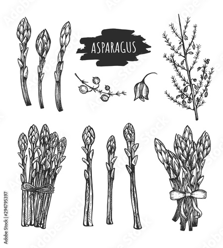 Asparagus composition. Vector graphics. Sketch. hand drawing. eps