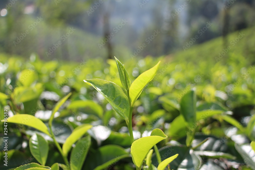Fototapeta premium green leaves of a tea