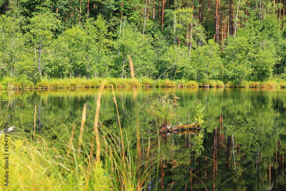 Picturesque bright landscape with the view of the corner of the forest lake