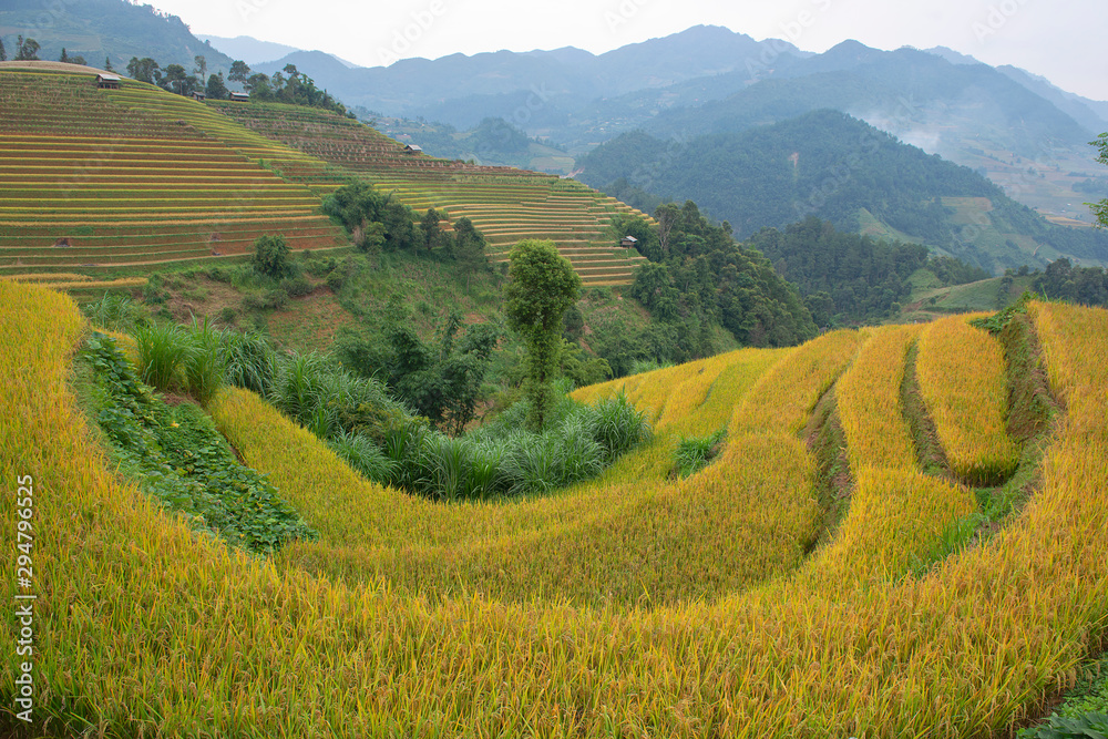 Green, brown, yellow and golden rice terrace fields in Mu Cang Chai, Northwest of Vietnam