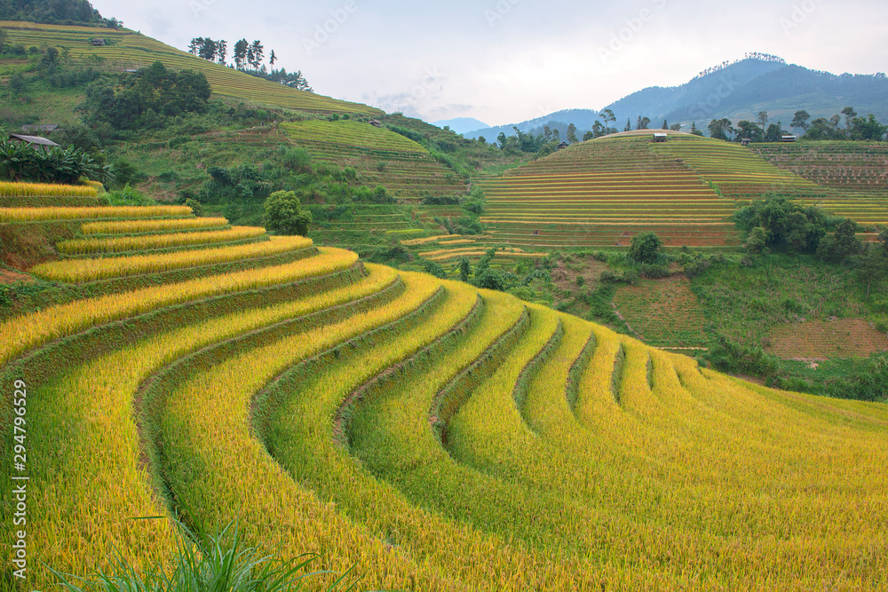 Fototapeta premium Green, brown, yellow and golden rice terrace fields in Mu Cang Chai, Northwest of Vietnam