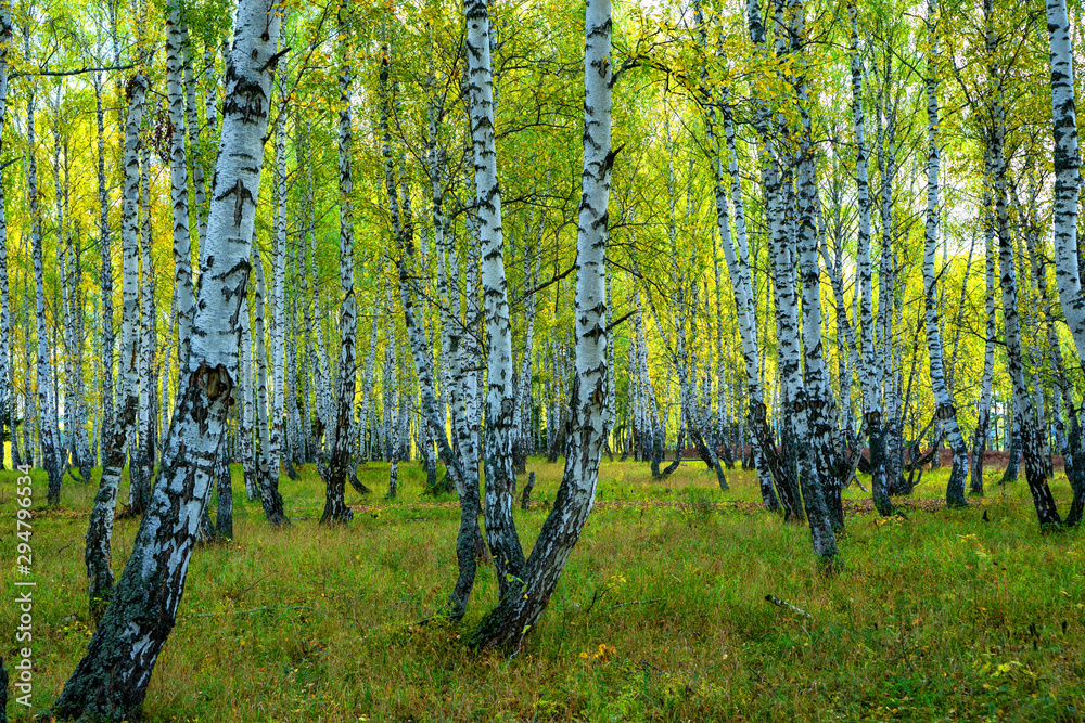 Fototapeta premium Summer scene in a birch forest lit by the sun. Summer landscape with green birch forest. White birches and green leaves